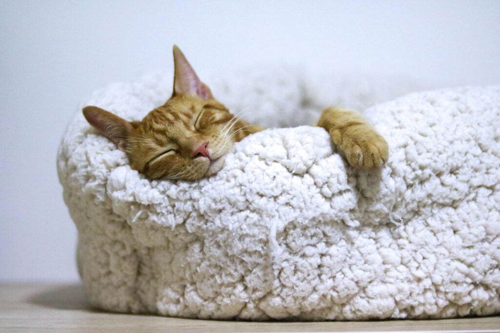 Adorable ginger cat peacefully sleeps in a soft, fluffy basket indoors.